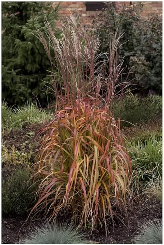 Stauden Gänge 1 x Miscanthus sinensis 'Navajo' Chinaschilf winterhart | Hohes Ziergras für Sonne, Blüte September bis Oktober, mehrjährig, 1 L Topf (11x11 cm)