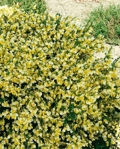 Cytisus scoparius 'Golden Cascade' 60–80 cm – Winterhart, Mehrjährig, Pflegeleicht – Besenginster – Zierstrauch für Garten & Beet