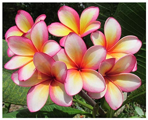 Exotica Tropicals Professional Nursery Grade Plumeria Fertilizer 4 LB Six Month Slow Release Frangipani Plant Food