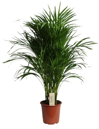 Dypsis Lutescens – Areca Palme – Altezza ca. 100 cm – Ø 21 cm – Elegante palma da interno con foglie piumate – Pianta verde purificante e facile da pulire per soggiorno, ufficio e giardino d'inverno