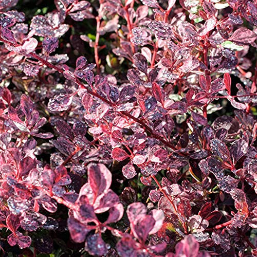 Berberis Pink Queen Japanese Barberry Hardy Deciduous Variegated Garden Shrub (10-30cm (Incl. Pot))