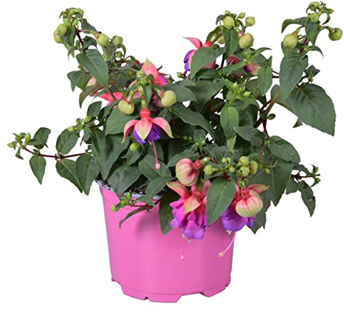 Fuchsia Natural Planta con Flores Coloridas en Forma de Pendientes o Aretillos