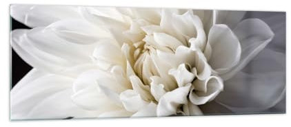 Panorama Bilder auf Glas Blume Dahlie Natur Glasbild 140x50cm Wandbilder Dekoration Wohnzimmer Schlafzimmer Küche Groß XXL Wanddeko Bild im Glas Wand Kunstdruck Art Modern Wall Decor GAB140x50-5229
