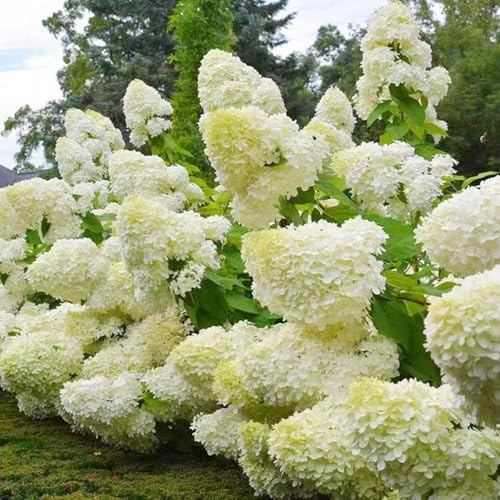 Semi resistenti di ortensia panicola semi di ortensia panicola perenni resistenti, per giardino, prato 120pcs