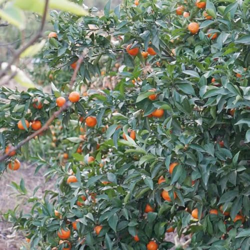 orangenbaum gartenpflanzen obstpflanzen baumsamen exotische zimmerpflanzen topfpflanzen draußen winterhart mandarinenbaum bonsaibaum winterharte kübelpflanzen dekopflanzen pflanztopf 50samen