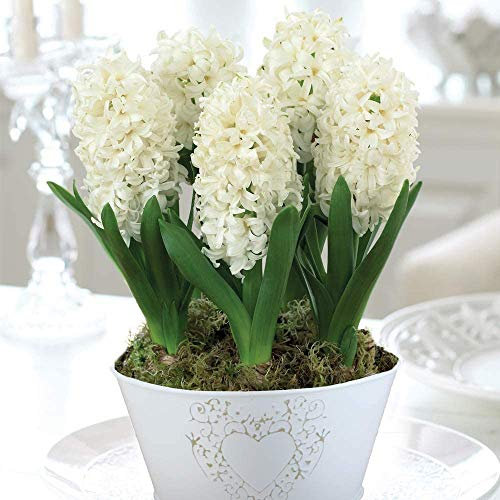 5 x Hyacinth ‘White Pearl’ Bulbs – Flowering Indoor Plant 2 x in 16cm Zinc Pot | Elegant White Blooms, Fragrant Winter Display | Gift Ready Christmas Decoration by Thompson & Morgan
