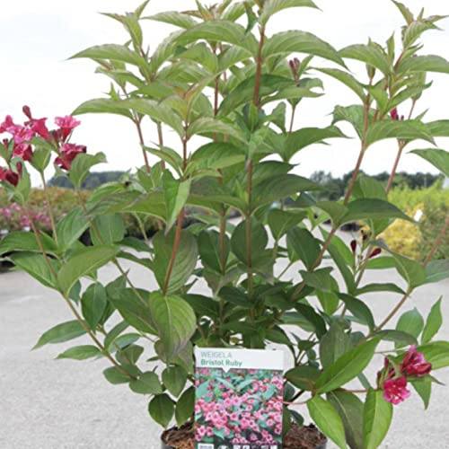 Suttons Hardy Perennial Weigela ‘Bristol Ruby’ Flowering Semi-Evergreen Shrub, Ideal for Cottage Gardens, Wildlife Gardens, Low Maintenance Gardens, Patio and Containers 3.6 Litre Potted Plants (1)