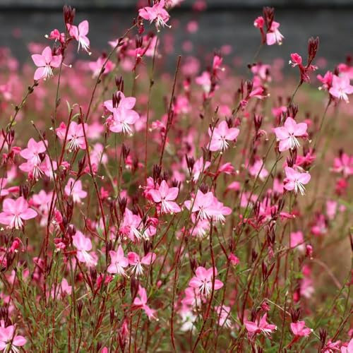 prachtkerzesamen winterhart - zimmerpflanzen balkon gartenpflanzen mehrjährige steingarten stauden 100pcs