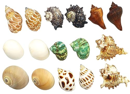 Coquillages naturels, Coquille de remplacement crabe ermite, coquille conque naturelle, décoration d'aquarium à faire soi-même(C)