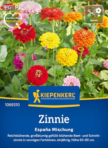 Kiepenkerl Zinniensamen Espana Mischung 1069310, Blumensaat | Reichblühende, großblumig gefüllt blühende Beet- und Schnittzinnie, als Schnittblume, für Beet & Schnittblumen