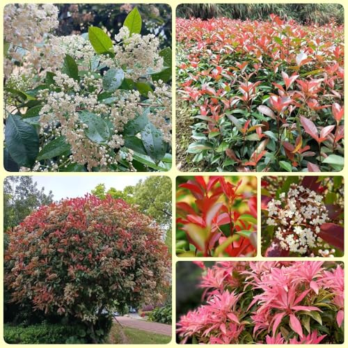 Semillas de Níspero Red Robin - orgánicas raras Photinia Red Robin, de cobertura, semillas de variedades antiguas Las perennes son perennes 800pcs