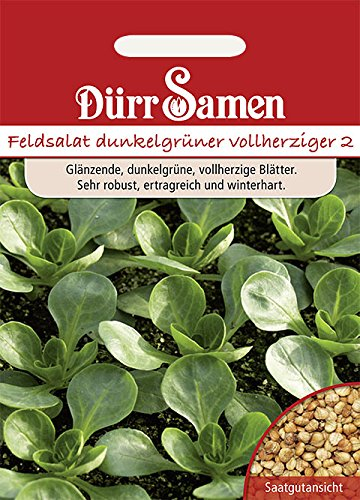 Feldsalat Samen Dunkelgrüner vollherziger glänzende Blätter mit den Eigenschaften des Namens robust ertragreich winterhart Feldsalatsamen Wintergemüse Hochbeet Salatsamen 4000 Korn