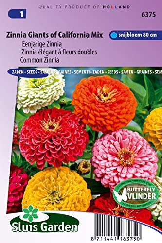 Zinnia Giants of California Mix – blomfrön | stora, djärva blommor för visningsstoppande trädgårdsfärg