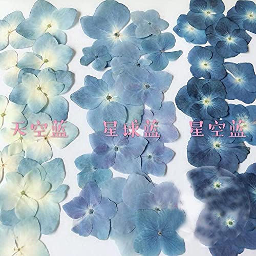 Crysdaralovebi 120 Stück DIY gepresste blaue Serie getrocknete Hortensie Makrophylla Blumen Pflanzen Herbarium für Schmuck Telefonhüllen Lesezeichen Herstellung (mehrfarbig)