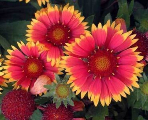 Gaillardia aristata Bijou 50 semi