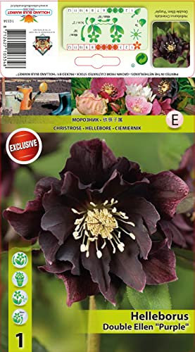 CHRISTROSEN - SPARSET : 3 RHIZOME Christrose Schneerose Lenzrose Helleborus  Double Ellen Purple  winterhart 1 Rhizom
