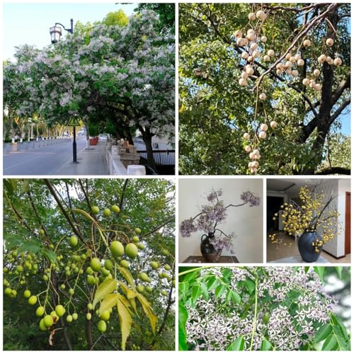 60 Pc Semillas De Neem - Semillas De Árbol De Neem, Comprar Árboles, Bonsais De Interior Bonsais Semillas Del Árbol De Neem, Árbol Bonsái, Regalos Sostenibles Semillas De Árboles Árboles