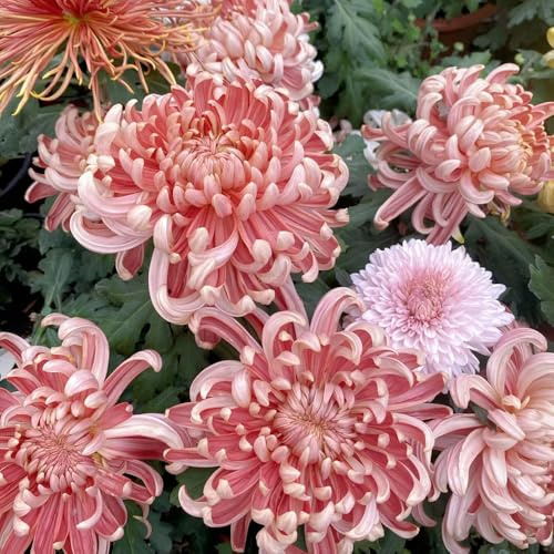 Semillas de crisantemo - de jardín rocas interior otoño raras en jardín semillas cama elevada invernaderos balcón decoración 50pcs