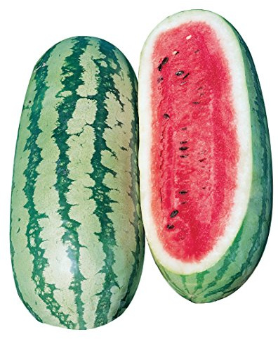 Burpee Georgia Rattlesnake Watermelon Seeds 100 seeds