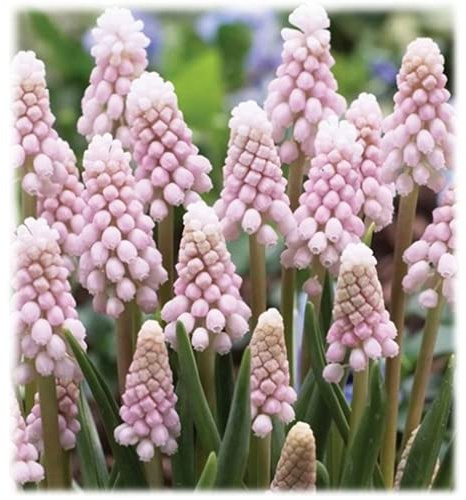 Muscari, Traubenhyazinte 'Pink Sunrise', rosa Blüte - 3 Zwiebel im Topf 9 cm vorgetrieben, in Gärtnerqualität von Blumen Eber - 3 Töpfe a 9 cm