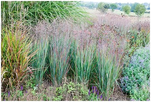 Stauden Gänge 3 x Panicum virgatum 'Heiliger Hain' Blaurote Rutenhirse | Blaues Ziergras für Sonne, Blüte Juli bis September, mehrjährig, 1 L Topf (11x11 cm)