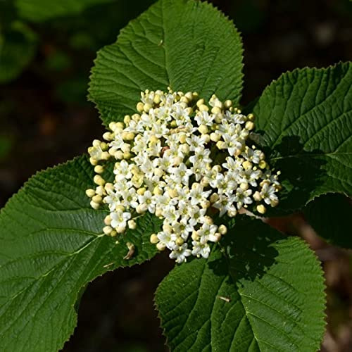 25 Wayfaring Tree Seeds - Viburnum Lantana Seeds.