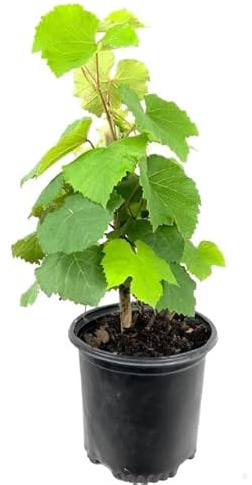 Planta de Vid de Uva Blanca Natural: Cultiva Uvas Blancas Naturales y Frescas