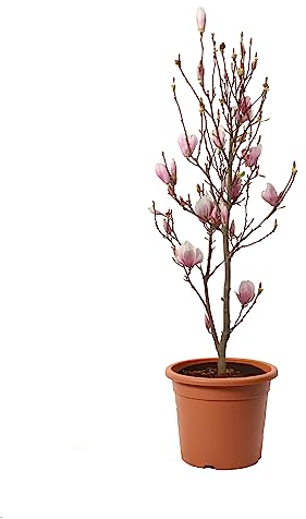KENTIS - Magnolia × Soulangeana - Magnolia da Fiore - Pianta Vera da Esterno da Terrazzo - Albero da Giardino - H 60-80 cm Vaso Ø 24 cm