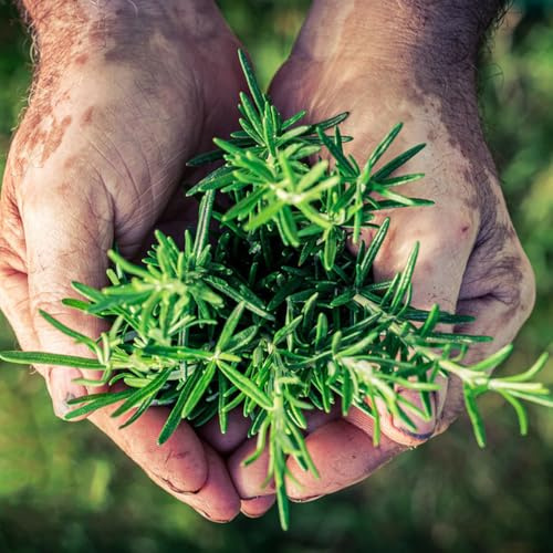 semillas de romero organicas silvestres de cobertura del suelo resistente jardín del balcón de jardín perenne 500pcs