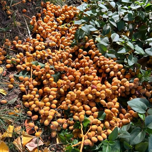 Semi di palma da dattero, da seme acquistare semi di palma da datteri, rustiche per balconi acquistare di resistenti 35pcs