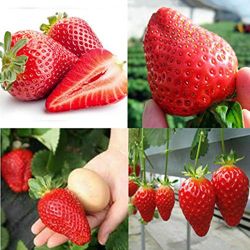 UK CELTD Giant Strawberry Seeds Garden Fruit Plant
