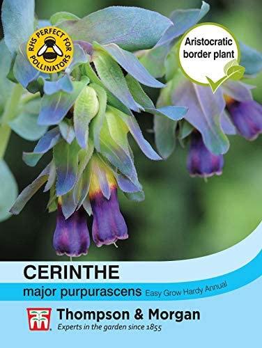 Thompson & Morgan - Flowers - Cerinthe Major Purpurascens Hardy Annual - 10 Seed