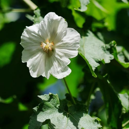 semi di malva di da interno, marshmallow da giardino tappezzanti primaverili, resistenti 20pcs