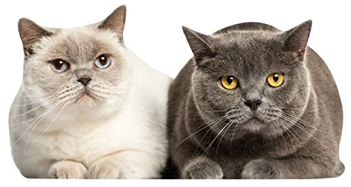 Immagine per finestra gatti pellicola per finestra - grande realistico - adesivo murale per finestra adesivo statico protezione uccelli autoadesivo rimovibile I dv1110