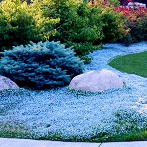 Ultrey Seed House - Fragrance Long Haired Mountain Thyme Seeds Sand Thyme Creeping Carpets Groundcover Perennial Flowers Stonecrop Seed Hardy Perennial