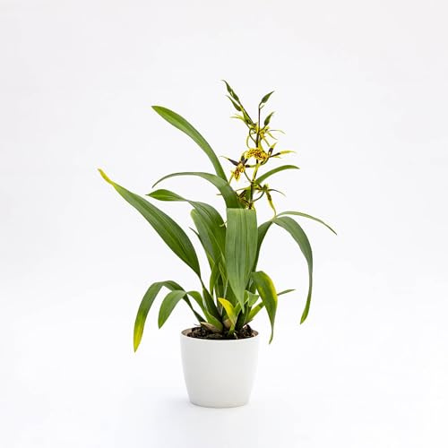 Vivai le Georgiche - Pianta vera di Orchidea Bratonia Mystic Maze x Miltassia 'Mystic Maze' Orchidea Ragno, Brassia 'Mystic Maze' - vaso Ø 12 cm - altezza alla vendita 20-30 cm