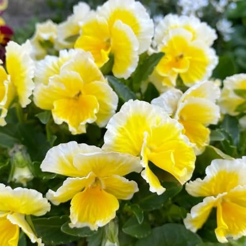 Semi di viola cornuta, da balcone resistenti Viola cornuta - semi resistenti acquistare di viola cornuta Le da giardino sono 150pcs