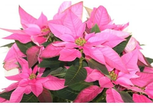 Flor de Navidad Rosa Planta Viva Regalo Ideal de Navidad