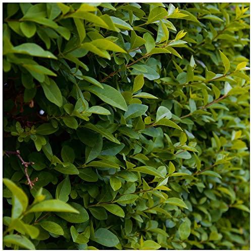 5 Green Privet Ligustrum Plants 3-4ft Tall, Evergreen Hedging, Grow a Quick, Dense Hedge 3fatpigs®