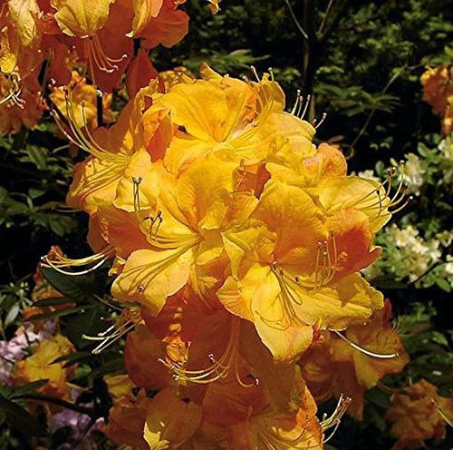 Azalee Klondyke 60-70cm - Rhododendron luteum - Alpenrose
