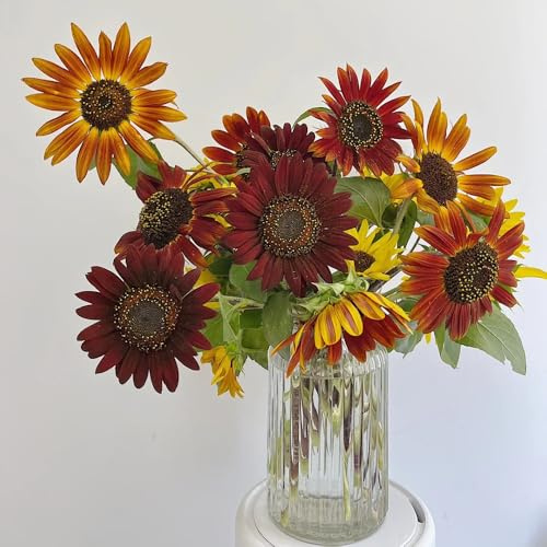 semillas de girasol, regalos para los amantes del jardín Helianthus annuus, decoración semillas de para jardineras 400pcs