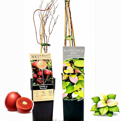 POWERS TO FLOWERS - ACTINIDIA ARGUTA KEN'S RED, KIWI ROSSO, e KIWI BUNTBLATTRIGE, 2 PIANTE, VARIETA' AUTOFERTILI, piante vere