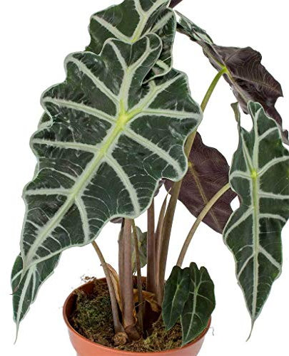 Alocasia amazonica Polly - Oreja de elefante en maceta de 12 cm