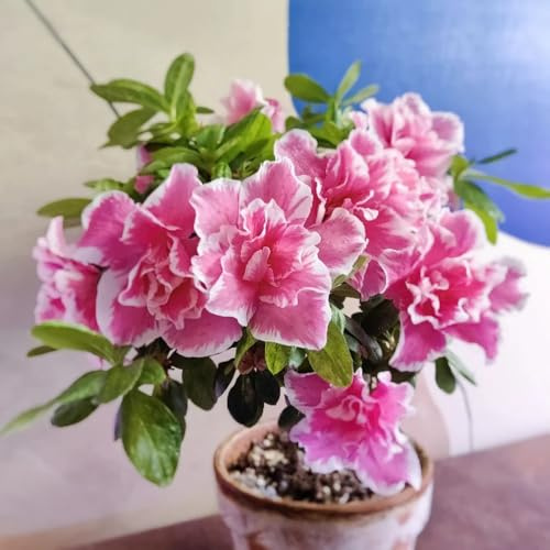 semi di rododendro - giardino Aiuole rialzate per il in vaso 80pcs