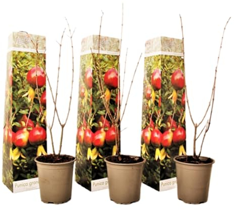 Plant in a Box - Punica Granatum - 3er Set - Granatapfelbaum obst pflanzen - Topf 9cm - Höhe 25-40cm
