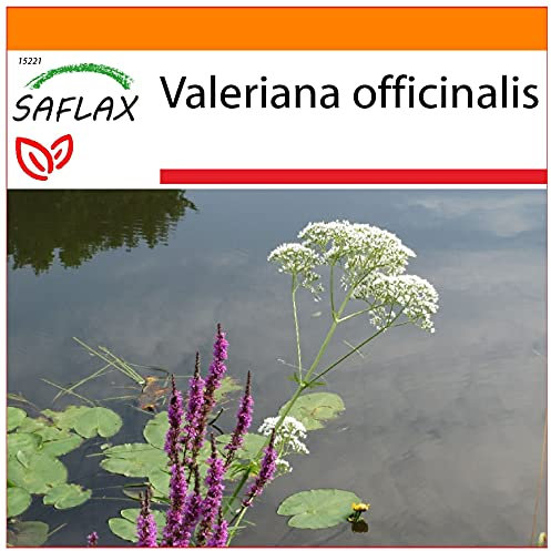 SAFLAX - Garden in the Bag - Valeriana - 200 semi - Valeriana officinalis