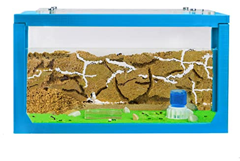 AntHouse - Ameisenfarm mit Ameisen Starterset | 3D Ameisenfarm 20x10x10 cm Himmelblau | Ameisen inklusive