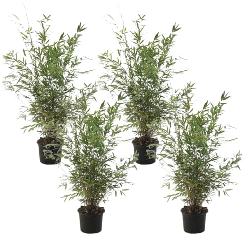 Plant in a Box - Fargesia nitida 'Gansu' - 4er-Set - dunkelvioletter Bambus - Topf 17cm - Höhe 50-70cm - nicht invasiv - Winterhart Immergrün