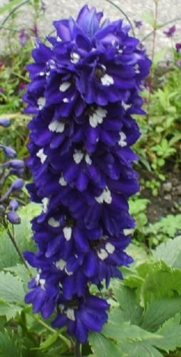 Semi di Delphinium Blu scuro Bianco Ape Speronella Confezione da 100 semi