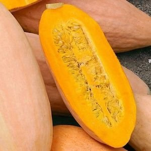 Vegetable Seeds Squash Pink Banana (Cucurbita Maxima) 25 + Semi Seeds ONLY